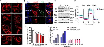 Zika virus modulates mitochondrial dynamics, mitophagy, and mitochondria-derived vesicles to facilitate viral replication in trophoblast cells